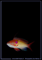 "Un Barbier mâle" in the waters of the Red Sea in Egypt..... by Michel Lonfat 